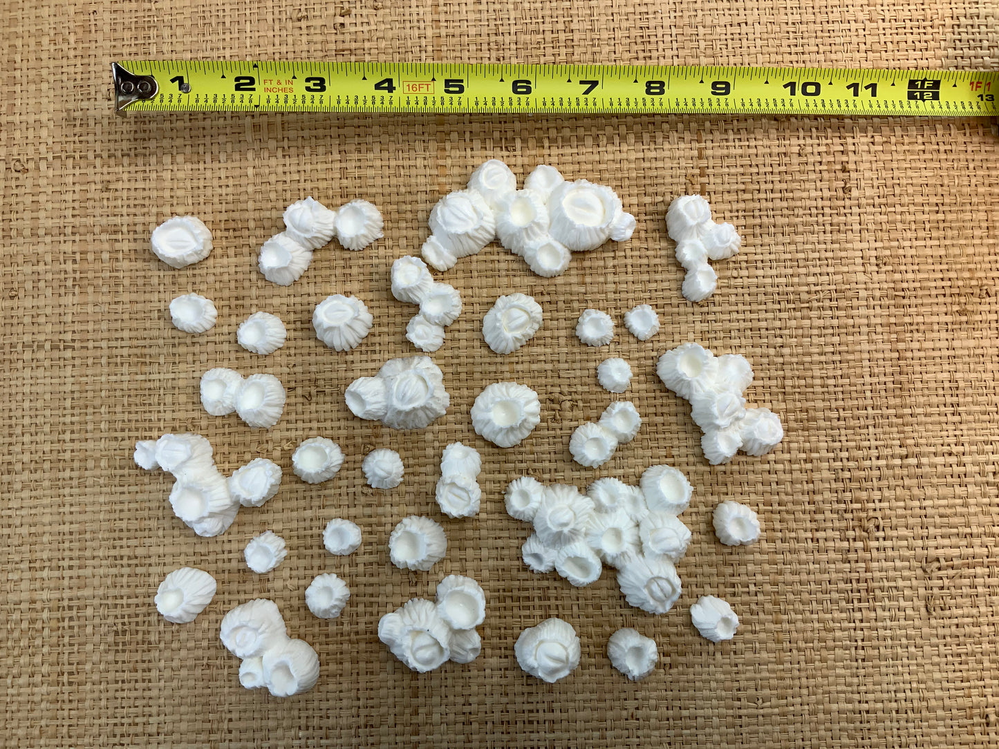 Bag-O-Barnacles